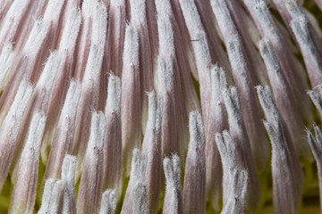 King protea flower macro still with many pistils
