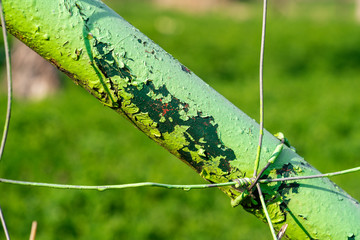 Weathered paint on a fence