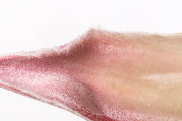 King protea hairy petals on a white background on a macro nature still