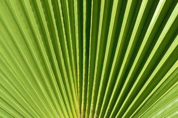 Obraz premium Close-up and background of green leaf of a fan palm with folds in the summer in Italy