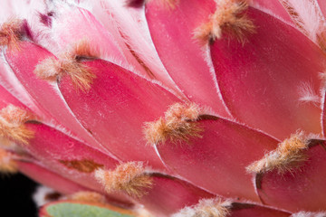 King protea south african exotic pink flower in bloom macro still