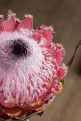 Pink King protea flower in bloom on a wooden background