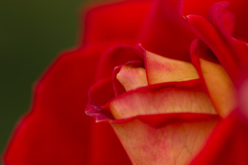 rose abstract macro, shallow depth of field