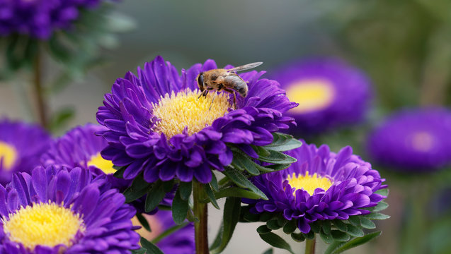 Callistephus chinensis | Sommeraster oder Gartenaster mit Bl&uuml;te als Futterquelle sind f&uuml;r Bienen und andere Insekten interessant