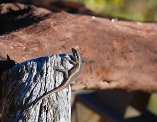 African Striped Skank (Trachylepis striata)