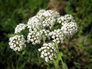 Water hemlock (Conium maculatum) wildflower. Closeup of  water hemlock flowers on meadow on a blurred background.