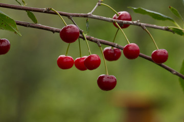 in the garden ripe cherryripe red cherry on a tree