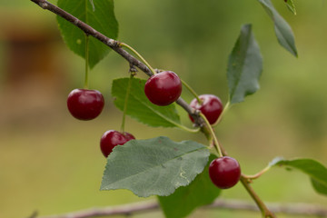 in the garden ripe cherryripe red cherry on a tree