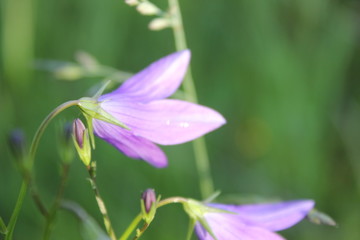 Fototapeta premium purple flower