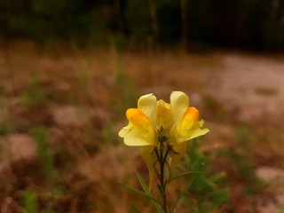 Naklejka premium yellow flowers in the garden