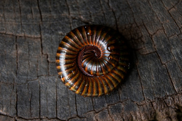 Obraz premium Rounded millipedes to protect themselves from danger
