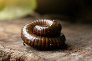 Rounded millipedes to protect themselves from danger