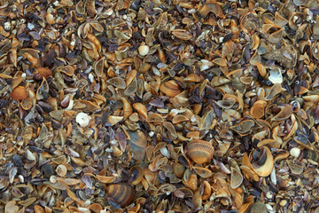 pebble beach with shells background. Colour photo.