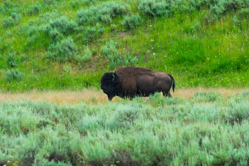 Bison in Hayden Valley, Yellowstone National Park