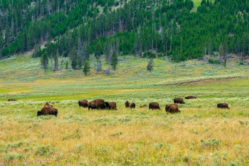 Fototapeta na wymiar Bison in Hayden Valley, Yellowstone National Park