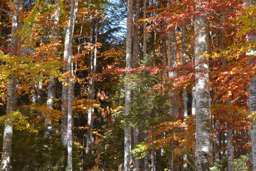the colors of autumn
