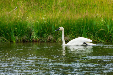 Trumpeter Swan In Yellowstone National Park