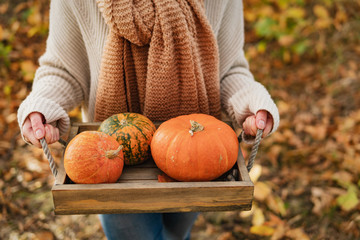 Woman farmer picking autumn crop of pumpkins on farm.