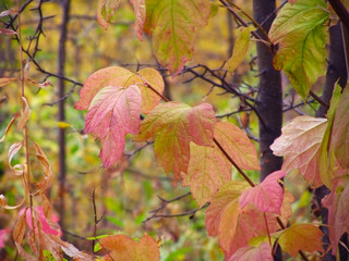 Fototapeta na wymiar Branches with autumn leaves on the background of the forest close-up. Orange red and purple leaves. Colorful autumn foliage. Macro. Siberia nature in the fall. Russia.