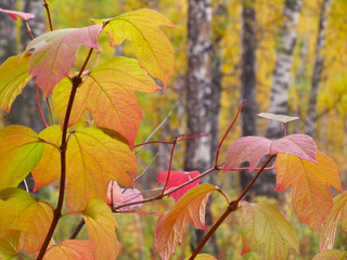 A branch with bright yellow leaves on a background of a birch forest in autumn. Macro. Colorful autumn foliage background. Autumn foliage. Golden autumn. Leaf fall.