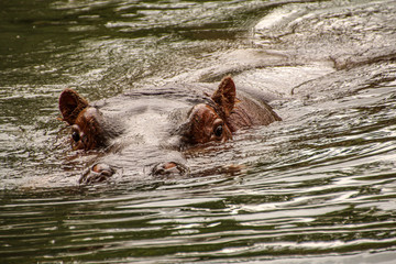 Hippopotamu in water with eyes looking at you