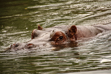 Hippopotamu in water with eyes looking at you