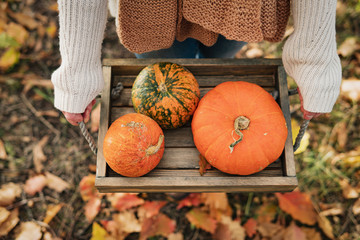 Woman farmer picking autumn crop of pumpkins on farm.