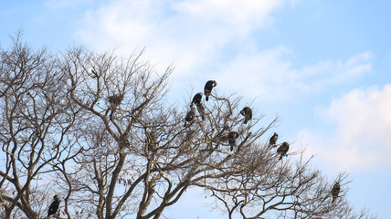 Flock of migratory birds sitting on  a tree