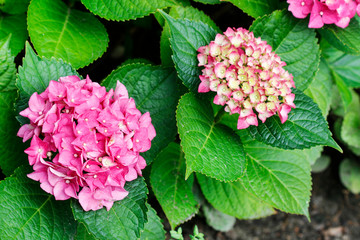 Pink Hortensia (hydrangea) in the garden.