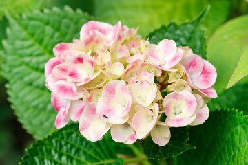 Fototapeta na wymiar Pink Hortensia (hydrangea) in the garden.