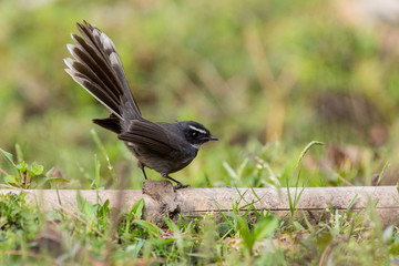 White-throated fantail