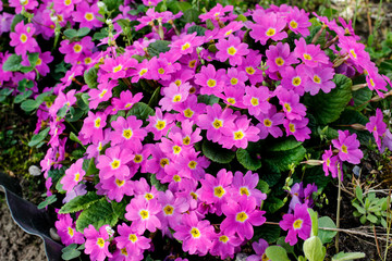 Pink primula flowers in the garden.