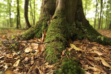 Fototapeta na wymiar Moss Covers Large Tree Trunk 