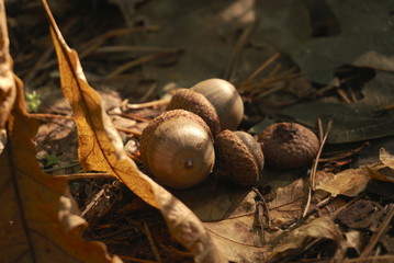 acorns in forest at early autumn season