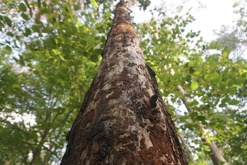 pine tree eaten by bark bitle