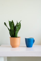 Terracotta Vase with plant and blue cup of coffee sitting on white table against white wall