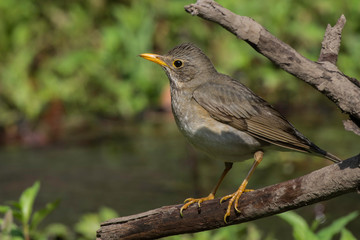 tickell's thrush