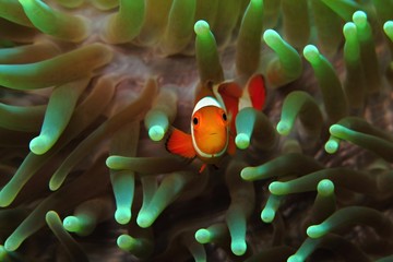 Orange clownfish (Amphiprion ocellaris) hiding in the green anemone. Colorful marine life, symbiotic relationship. Underwater macro photography from scuba diving on the coral reef. Aquatic wildlife. - obrazy, fototapety, plakaty