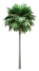 sabal palm tree isolated on white background - 292474973