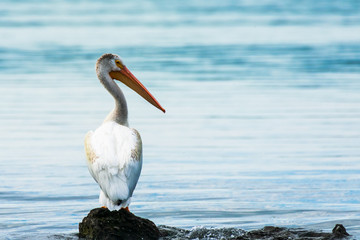 Pelican Sitting by Lake Yellowstone, Yellowstone National Park