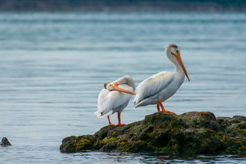 Pelican Sitting by Lake Yellowstone, Yellowstone National Park