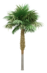 sabal palm tree isolated on white background