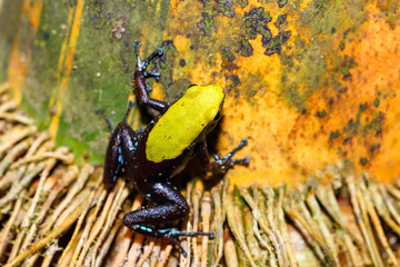 endemic frog Climbing Mantella (Mantella laevigata), species of small frog in the Mantellidae family. Nosy Mangabe, Madagascar wildlife and wilderness
