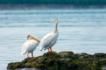 Pelican Sitting by Lake Yellowstone, Yellowstone National Park