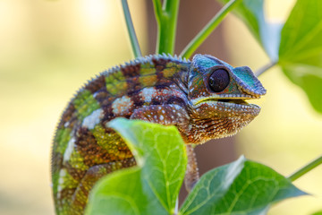 panther chameleon, Furcifer pardalis in natural habitat in rainforest at Masoala national park forest, Toamasina Province, Madagascar wildlife.