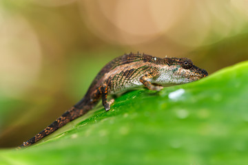 small baby of panther chameleon, Furcifer pardalis on small branch in rainforest at Masoala national park forest, Toamasina Province, Madagascar wildlife.