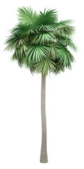 sabal palm tree isolated on white background