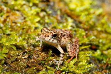 small frog Boophis rhodoscelis, species of frog in the Mantellidae family. Masoala National Park,...
