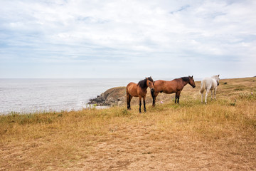 Horses grazing on a hill with the Black Sea in the background