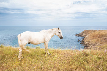 Obraz premium A white horse grazing on a hill with the Bulgarian Black Sea coast in the background